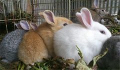 泌乳母兔的飼養(yǎng)管理，提供泌乳母兔飼料配方