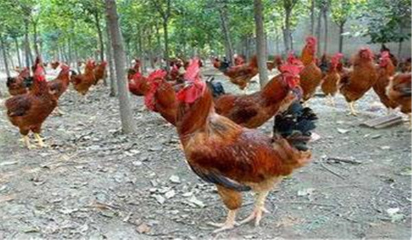 種雞公、母要分開飼養(yǎng)