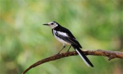 養(yǎng)鳥一般養(yǎng)什么鳥，家庭適合養(yǎng)哪些鳥