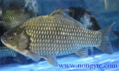 鯽魚有幾種，鯽魚種類知多少？