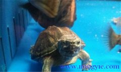 麝香龜可以深水養(yǎng)嗎？麝香龜?shù)男螒B(tài)特點(diǎn)