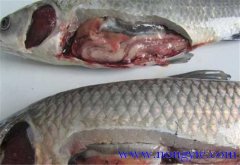草魚(yú)出血病發(fā)病原因、癥狀、治療方法