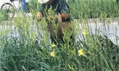 萱草要怎樣施肥？萱草的水肥管理