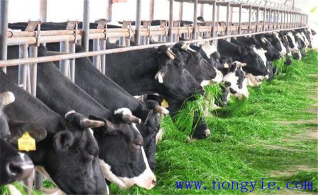 奶牛飼喂青飼料、多汁飼料應(yīng)注意哪些問題