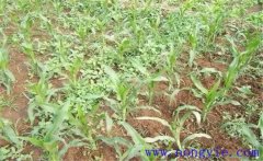噴施玉米除草劑多久草會(huì)死 除草劑過(guò)量了怎么辦