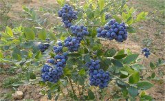 我國的藍莓產地在哪里？藍莓種植技術要點