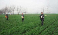 尿素怎么施不浪費，施用尿素需要注意什么？