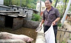 農(nóng)村庭院養(yǎng)豬的優(yōu)勢與好處是什么？