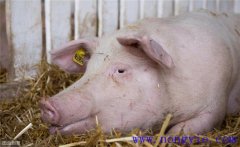 母豬分娩前如何飼養(yǎng)管理？