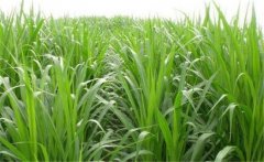 如何用牧草喂養(yǎng)畜禽？畜禽飼養(yǎng)中牧草的選用