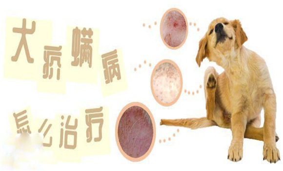 犬疥螨病用什么藥治療