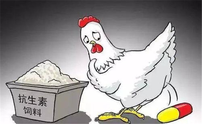 怎樣在飼料中添加抗生素？使用抗生素注意事項