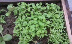 香菜（芫荽）白粉虱如何防治？發(fā)生規(guī)律是什么