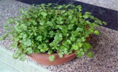 香菜陽臺怎么種？陽臺香菜的種植時間與方法