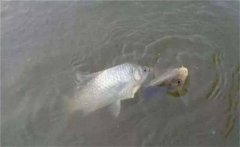 鯽魚生活在哪個水層，鯽魚最大能長多少斤