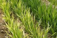 小麥發(fā)黃死苗如何防治，一畝小麥用多少蕓苔素