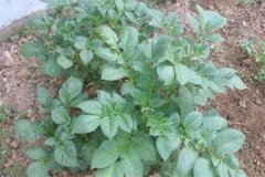 土豆秧用不用打尖和打叉，開花后施什么肥料？