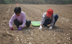 大蒜什么時(shí)間種植，如何掌握大蒜種植深度？