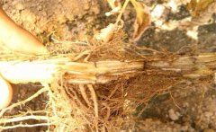 怎樣防治黃花菜根腐病，發(fā)病原因是什么？