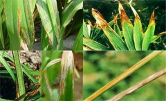 如何預(yù)防黃花菜炭疽病，防治農(nóng)藥是什么藥？