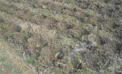 怎樣給黃花菜施肥？黃花菜不同生長(zhǎng)期施什么肥