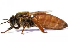 蜂王是如何產(chǎn)生的，怎樣人工培育蜂王？