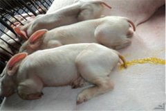 豬吐食拉稀是怎么回事、怎么治、用什么藥治療