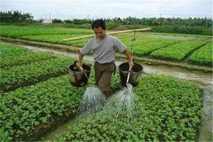 施用沖施肥的優(yōu)點(diǎn)，怎樣沖施肥料不浪費(fèi)？
