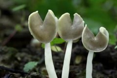 食用菌種類(lèi)有哪些？常見(jiàn)食用菌種類(lèi)簡(jiǎn)介