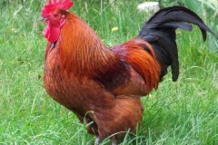公雞打鳴的原因是什么，怎么制止公雞打鳴