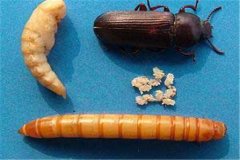 黃粉蟲卵、幼蟲、蛹和成蟲的形態(tài)特征介紹