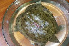 怎樣防治甲魚白斑??？