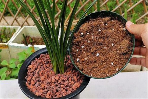 怎樣播種熱帶蘭花，熱帶蘭的種植方法