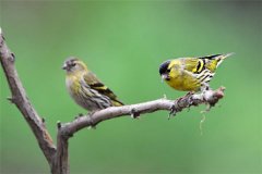 怎樣飼養(yǎng)黃雀？黃雀的雌雄鑒別與選購標(biāo)準(zhǔn)