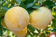 奈李產(chǎn)地是哪里，奈李什么時候成熟上市？