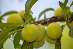 蜂糖李產(chǎn)地在哪里？適合在哪些地區(qū)種植？