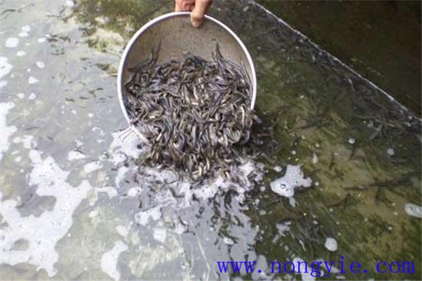 培育魚苗、魚種的方法