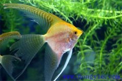常見的較易飼養(yǎng)的熱帶魚品種有哪些？
