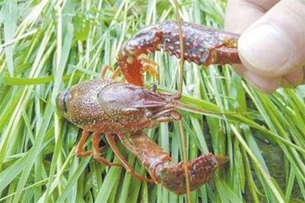 針對小龍蝦的攝食特點，科學(xué)投喂