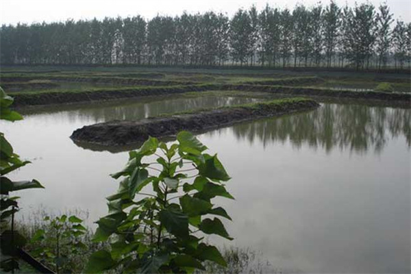 改善水質(zhì)、凈化底質(zhì)
