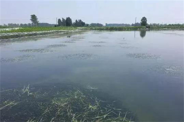 栽種水草，嚴(yán)格管護(hù)