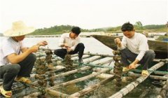 河蚌怎樣采捕、運(yùn)輸與暫養(yǎng)