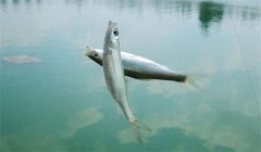釣到的白條魚能養(yǎng)活嗎？釣白條魚要注意什么？
