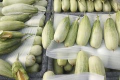 羊角蜜甜瓜什么時(shí)間成熟上市，怎么看熟不熟？