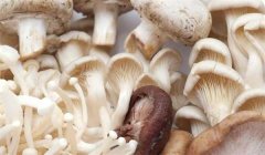 生活中常見(jiàn)的食用菌有哪些種類(lèi)？