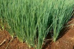 大蔥的品種有哪些，什么時(shí)間種植、怎樣種植