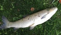 釣草魚用什么餌最好？釣草魚的方法和技巧