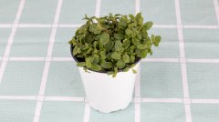薄荷盆栽可以放臥室嗎？盆栽薄荷怎么養(yǎng)