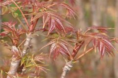 香椿矮化密植的選種、育苗要點(diǎn)及剪枝方法