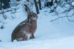 冬季野兔的活動規(guī)律，它冬天什么時候出來？